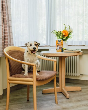 Ein Hund sitzt auf einem Stuhl in einem Raum mit einem Tisch, auf dem eine Blumenvase und eine Packung Hundefutter stehen.